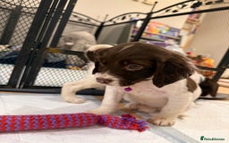 Cocker Spaniel dogs for sale: Cocker spaniel puppies ready for forever home - Advert 10