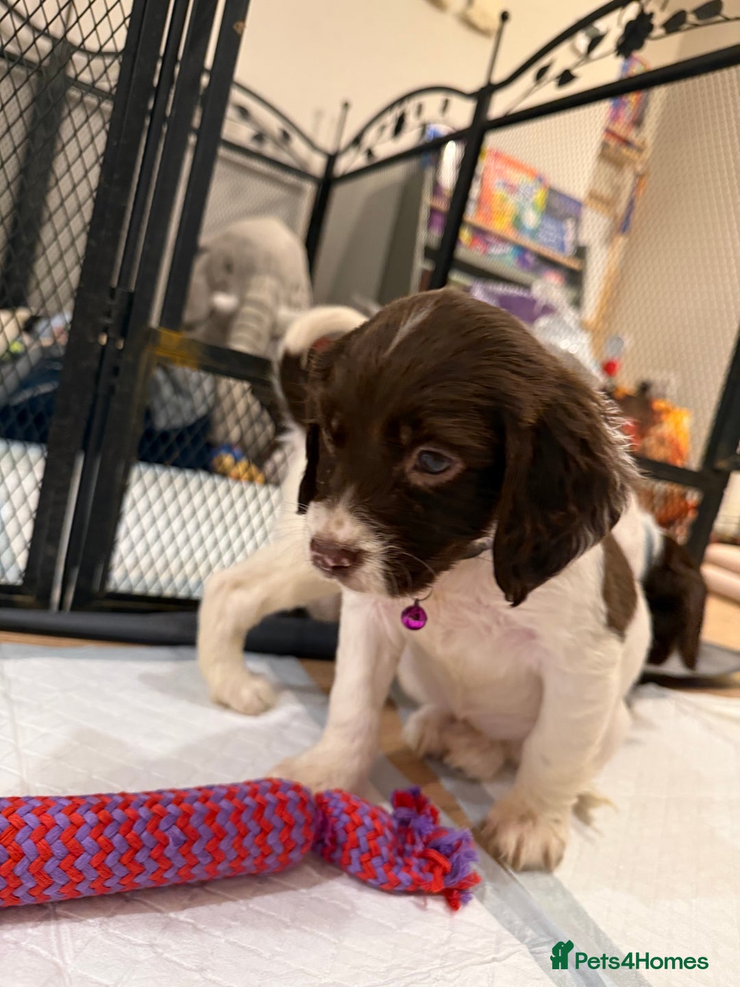 Cocker Spaniel dogs for sale: Cocker spaniel puppies ready for forever home - Advert 10