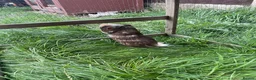 Guinea Pig rodents for sale: Two male guinea pigs need rehoming  in Heanor - Advert 6