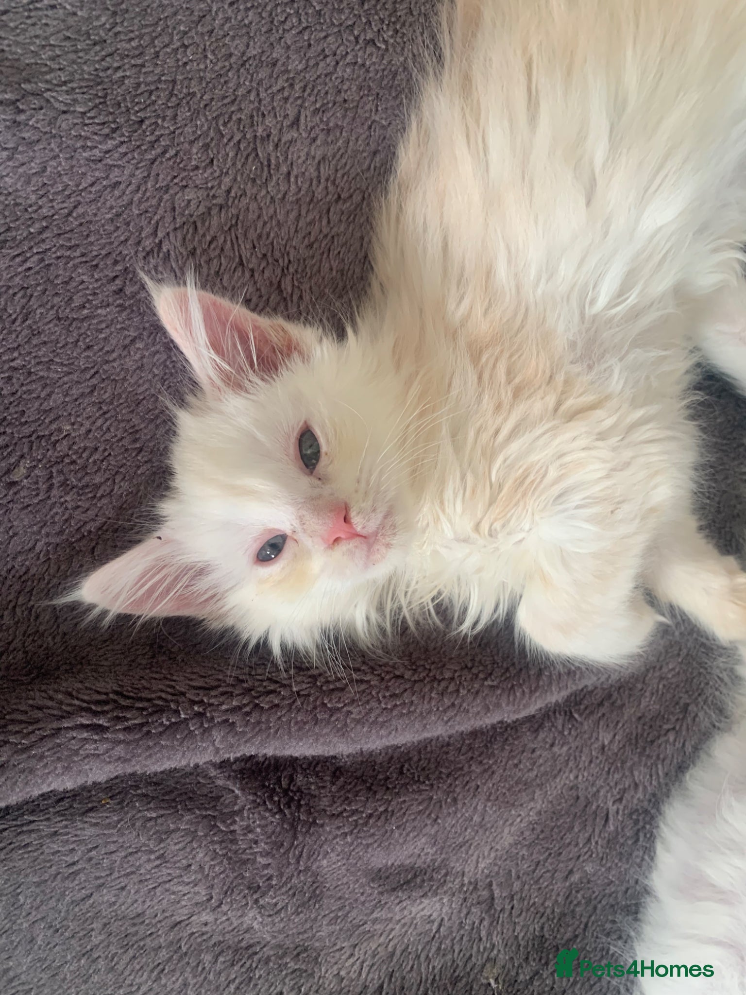 Maine Coon cats Beautiful male and female mainecoons - Advert 1