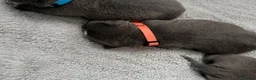 Staffordshire Bull Terrier dogs for sale: Beautiful litter of 6 KC Reg blue SBT PUPS - Advert 29
