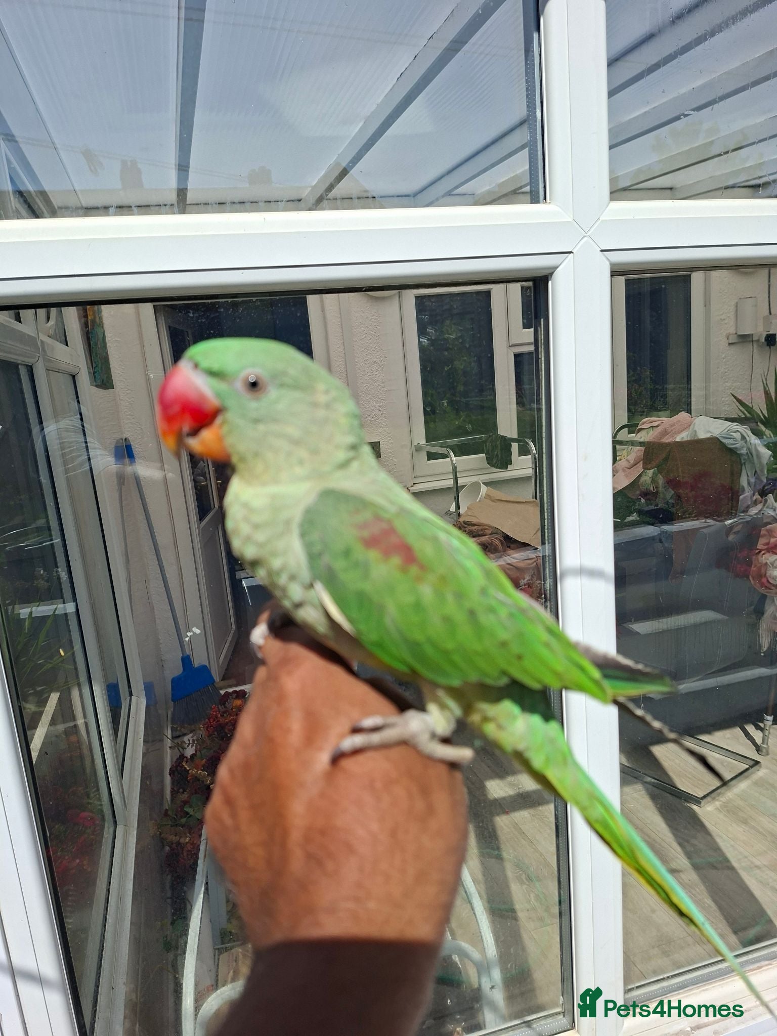 Parrots birds Full Hand Tame Alexandrine parrot  - Advert 2