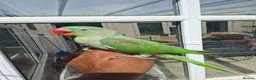 Parrots birds for sale: Full Hand Tame Alexandrine parrot  in Birmingham - Advert 1