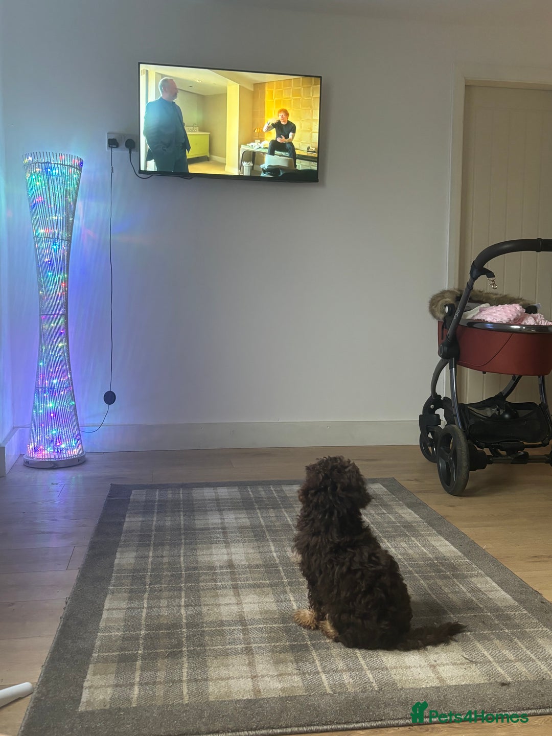 Miniature Poodle dogs for sale: Stunning miniature poodle - Image 7