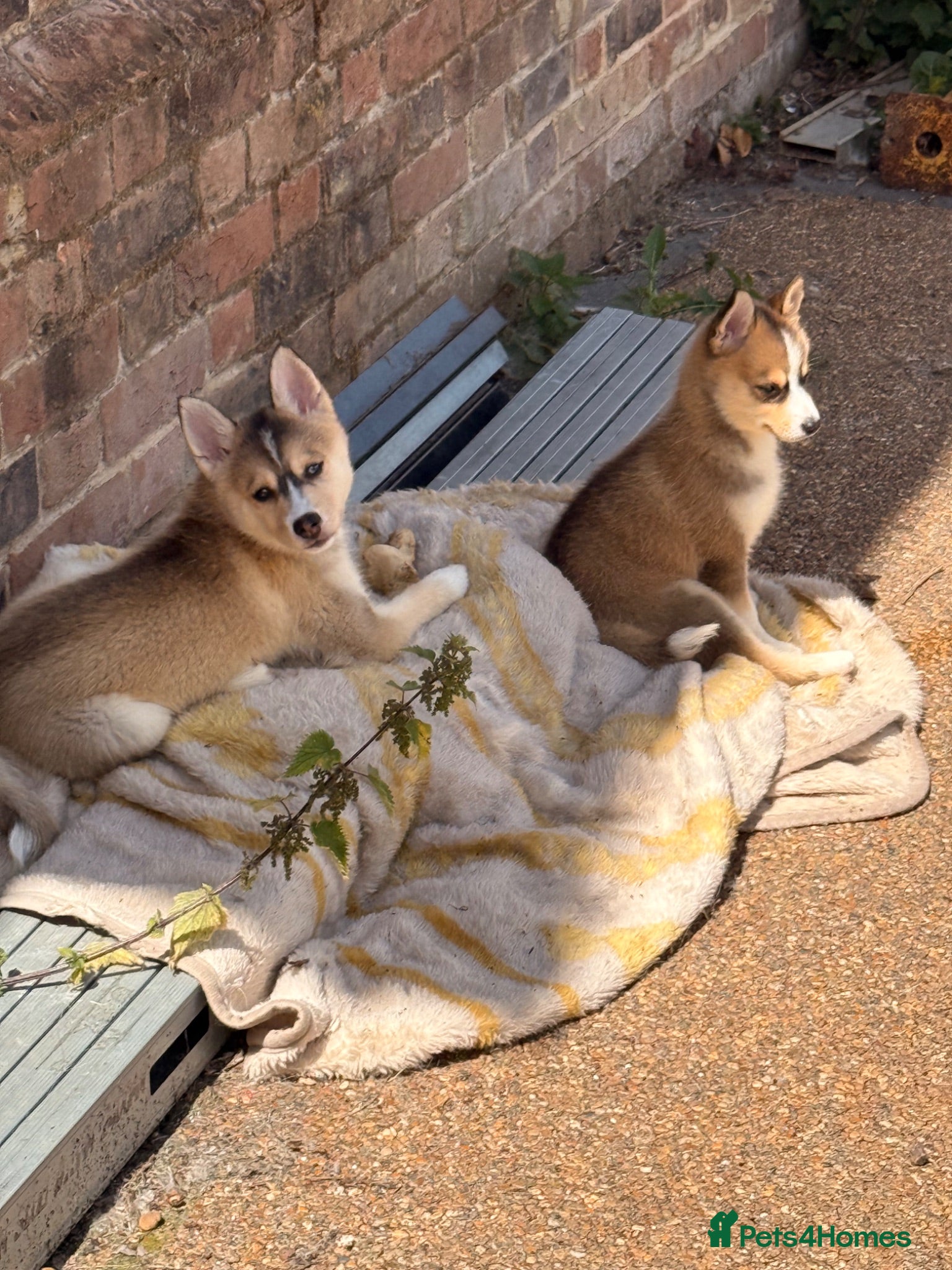 Pomsky dogs  3 Pomsky puppies left 1 boy 2 girls reduced  - Advert 1