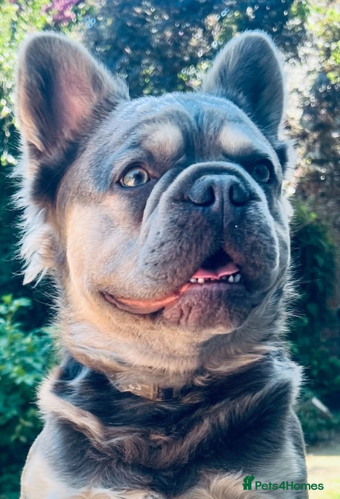 French Bulldog dogs for sale: Fluffy French bulldogs - Image 20