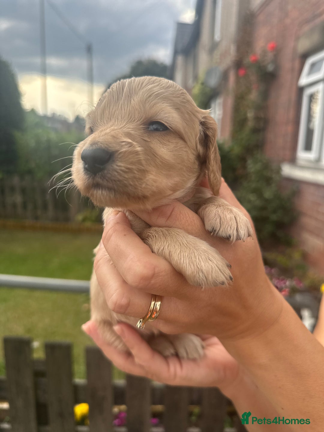 Cockapoo dogs for sale: Stunning f1b cockapoo puppies!!  - Image 28