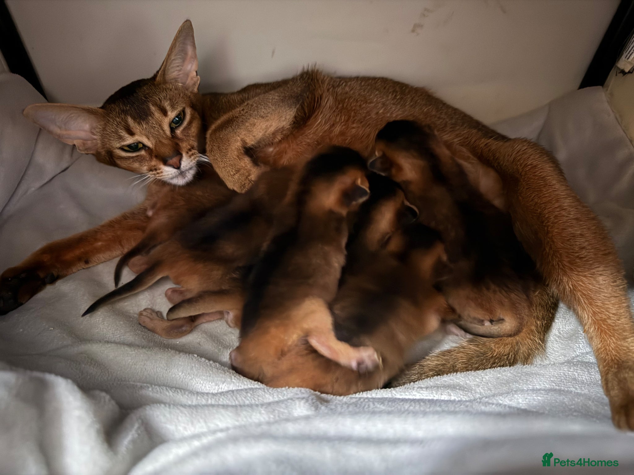 Abyssinian cats GCCF registered  - Advert 2