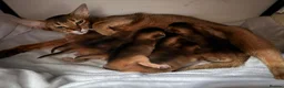 Abyssinian cats for sale: Pure breed Abyssinian kitten’s GCCF registered  - Advert 2