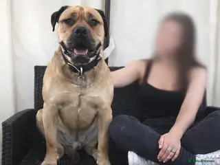 Mixed Breed dogs George. Bullmastiff x Labrador. Big lad in Epsom - Advert 5