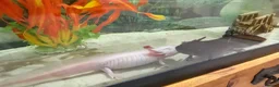 Axolotl reptiles for sale: TWO FEMALE AXOLOTL’S COMPLETE WITH TANK SET UP - Advert 4