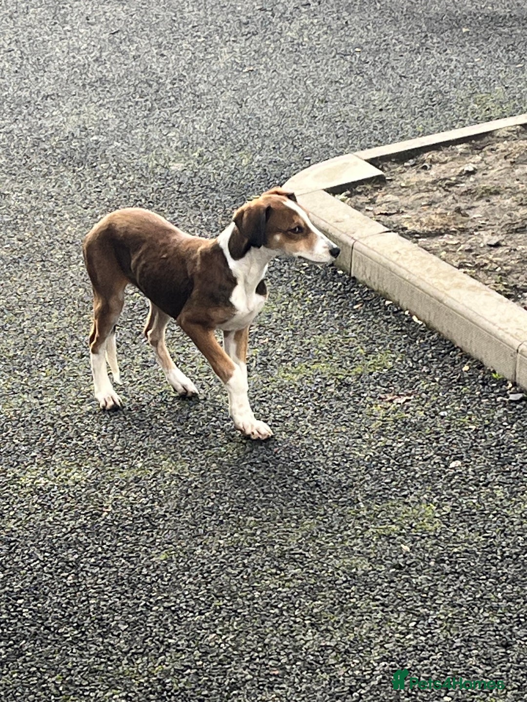 Lurcher dogs for sale: Beautiful lurcher puppy - Advert 4
