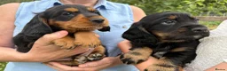 Cocker Spaniel dogs for sale: Working Cocker Spaniel Puppies - Advert 5