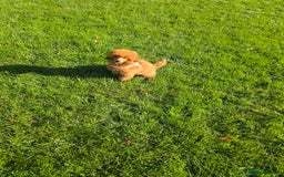 Miniature Poodle dogs for sale: KC Red miniature Poodle with excellent pedigree  - Image 1