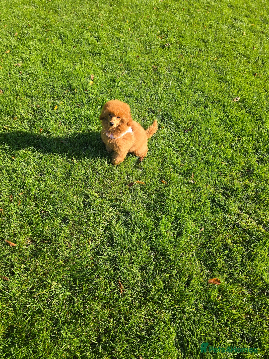 Miniature Poodle dogs for sale: KC Red miniature Poodle with excellent pedigree  - Image 1