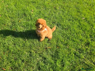 Miniature Poodle dogs - Advert 29