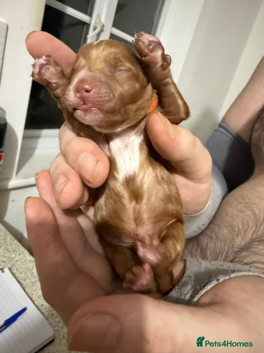 Cockapoo dogs for sale: Championship bloodline F1B toy Cockapoos  - Image 19