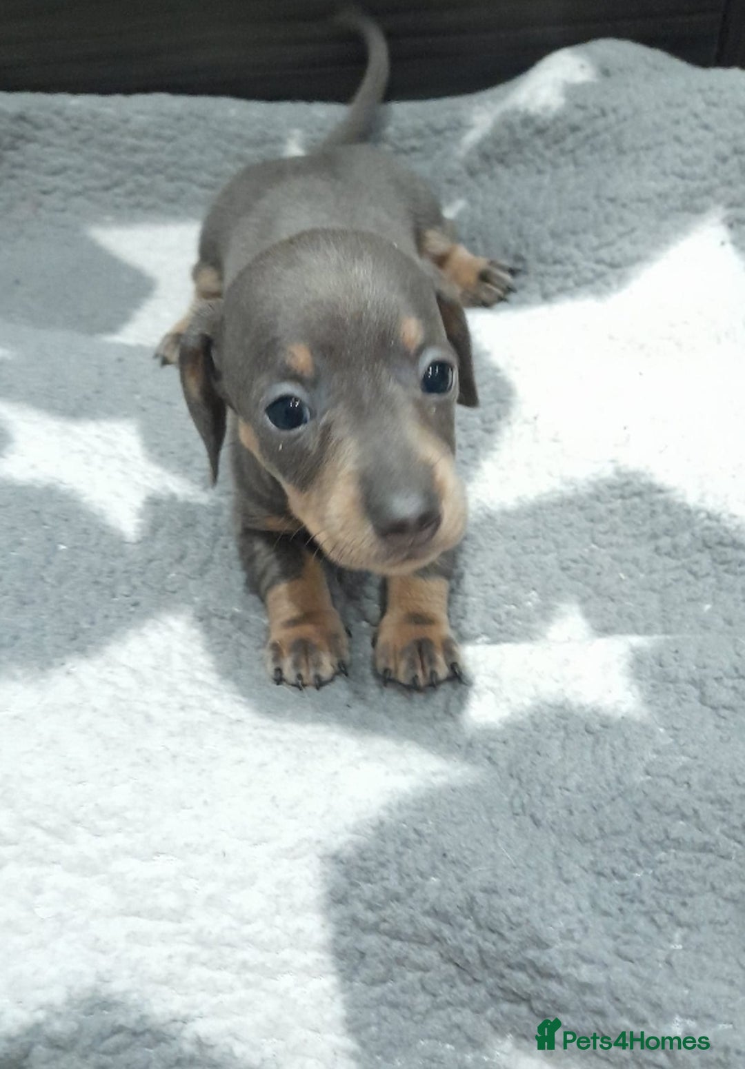 Miniature Dachshund dogs for sale: Miniature dachshund puppies  - Advert 6