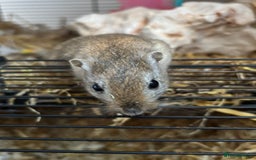Gerbil rodents for sale: 2 male gerbils with cage and accesories - Advert 1
