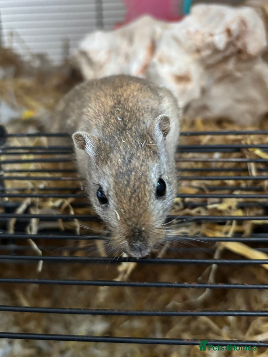 Gerbil rodents for sale: 2 male gerbils with cage and accesories - Advert 1