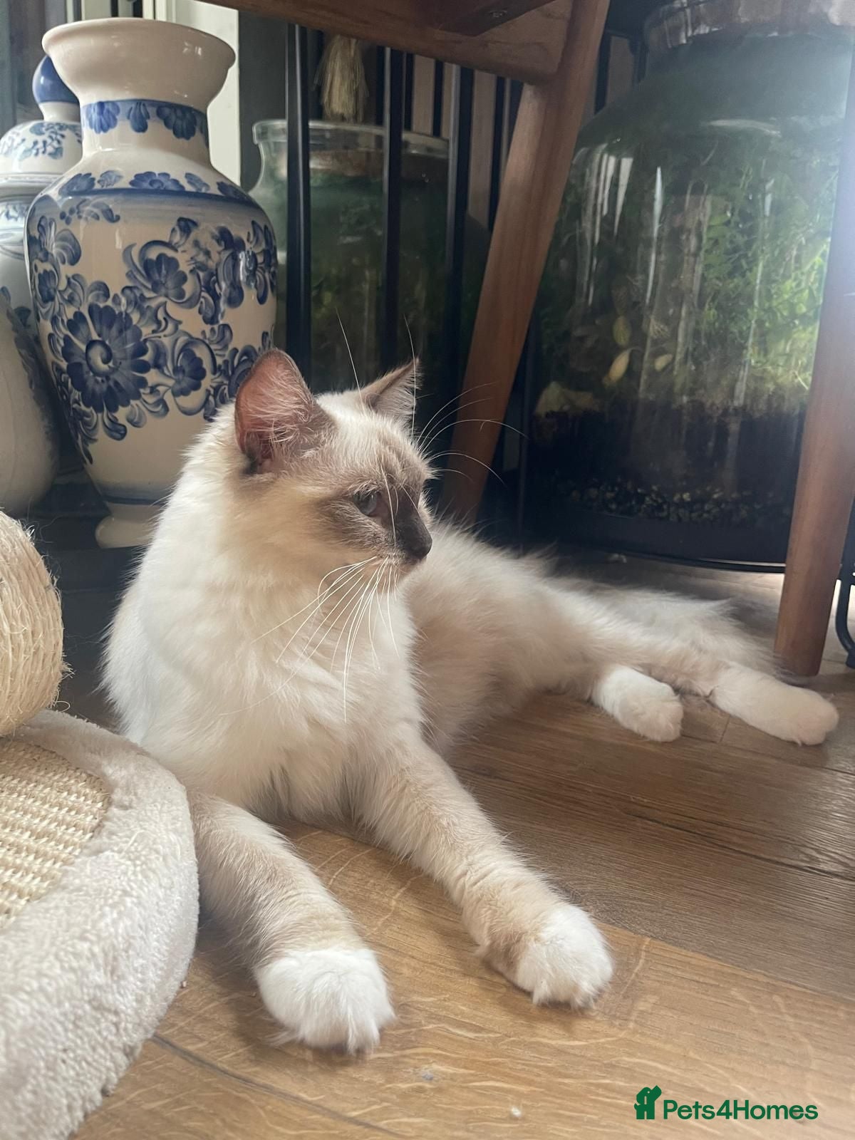 Ragdoll cats Chocolate Point Ragdoll cat - GCCF Registered - Advert 2