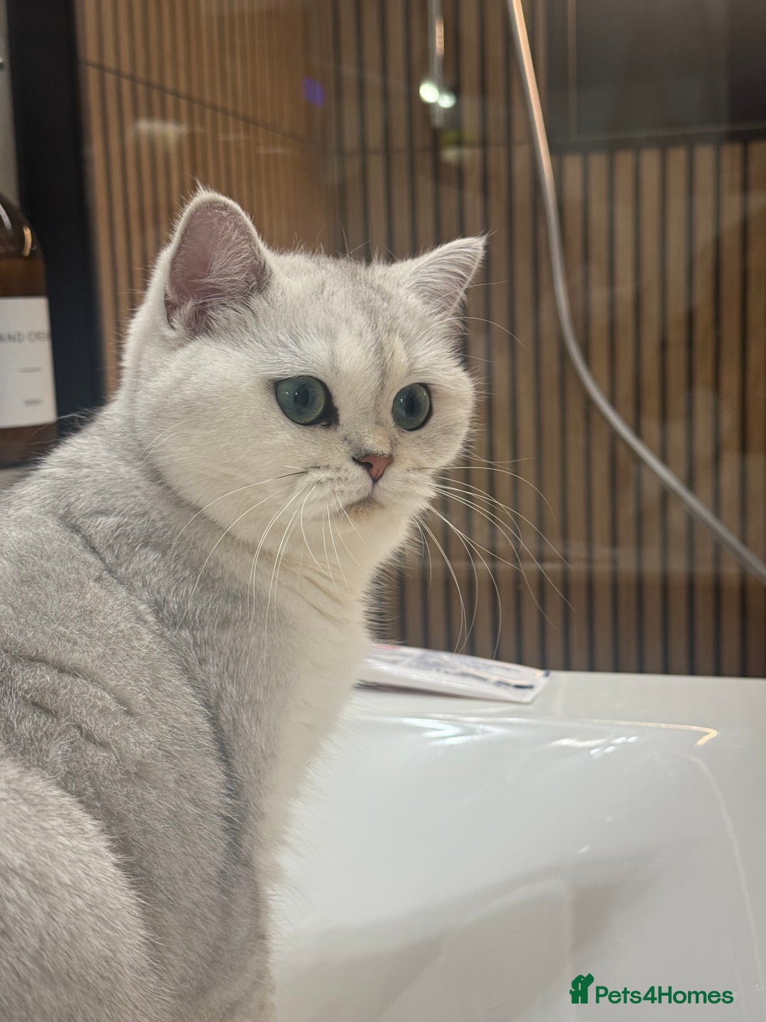 British Shorthair cats for sale: Beautiful Silver Tipped Female Cat - Advert 4