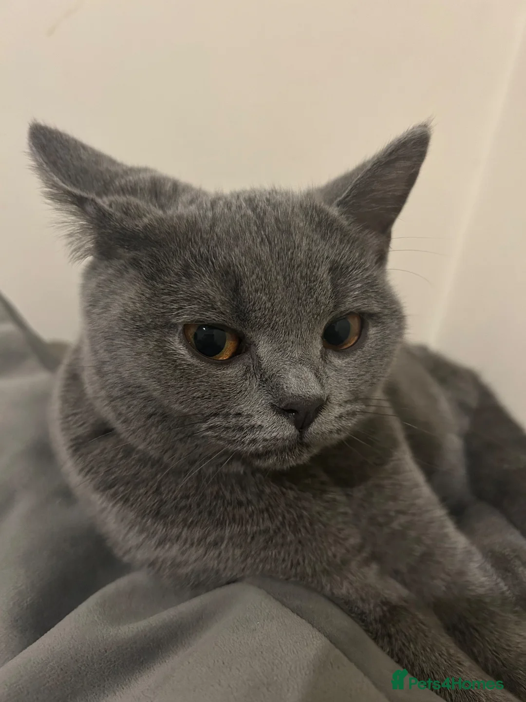 Mixed Breed cats for sale: British Shorthair Kittens - Advert 9