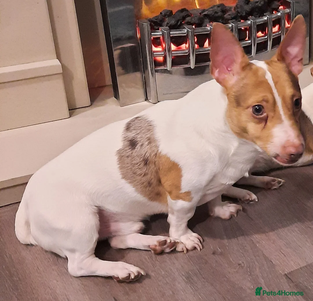 Jack Russell dogs for sale: Chocolate Merle Jack - Advert 1