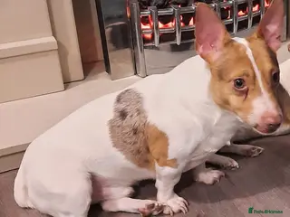 Jack Russell dogs Chocolate Merle Jack - Advert 1