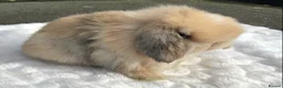 Mini Lop rabbits for sale: Mini lop buck - Advert 7