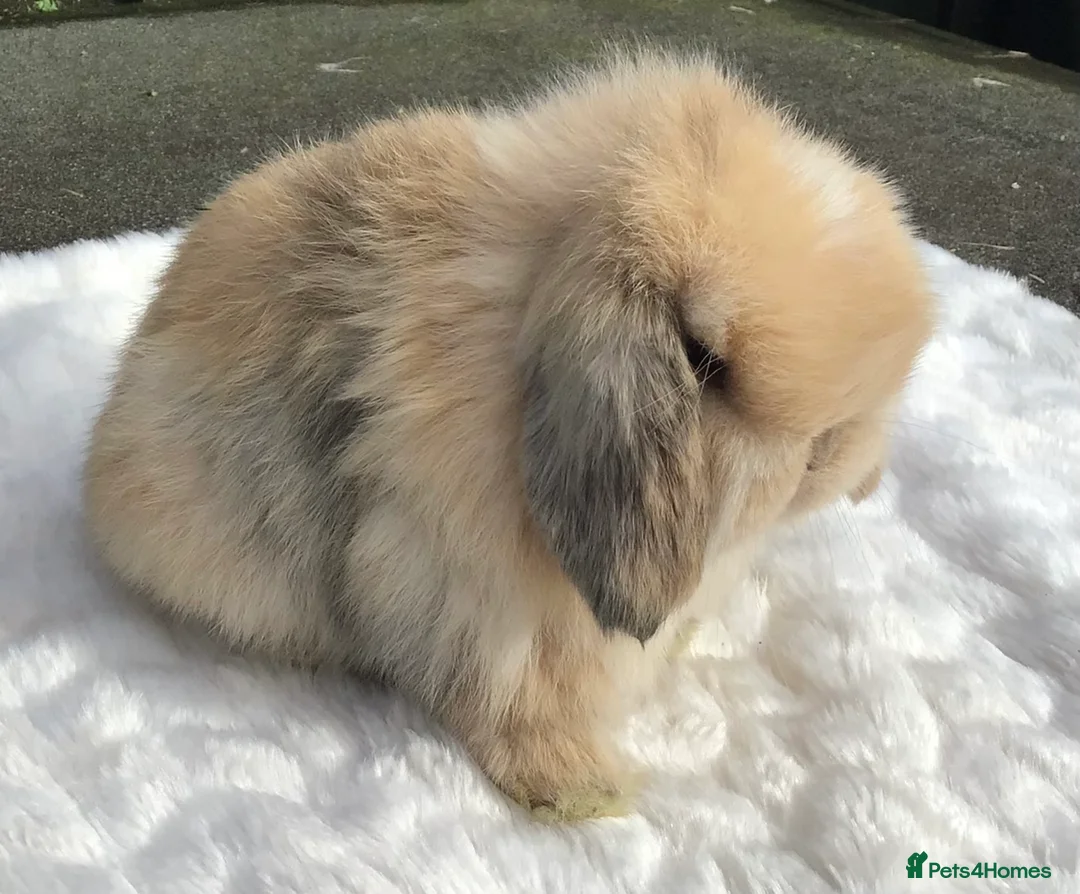 Mini Lop rabbits for sale: Mini lop buck - Advert 7