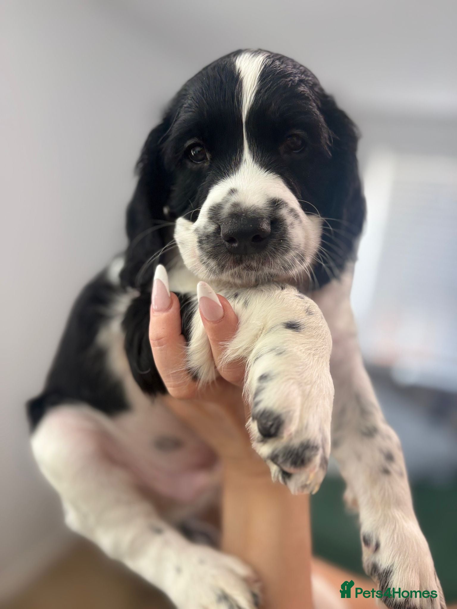 English Springer Spaniel dogs 7weeks old SpringerSpanielPuppies 2Boys left - Advert 1