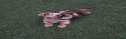 Miniature Dachshund dogs for sale: KC chocolate dapple dachshund  - Advert 2