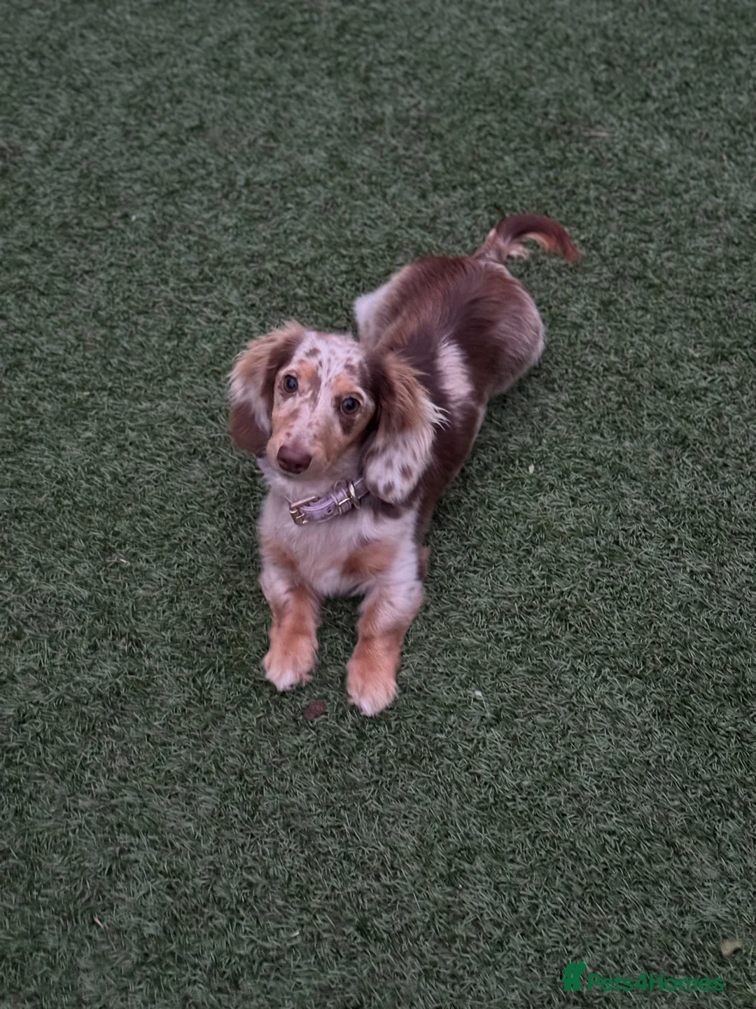 Miniature Dachshund dogs for sale: KC chocolate dapple dachshund  - Advert 2