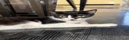 Mixed Breed cats for sale: Beautiful Mixed Breed Blue-Eyed Kittens - Advert 1