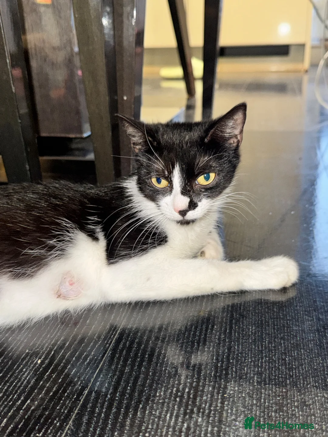 Mixed Breed cats for sale: Beautiful Mixed Breed Blue-Eyed Kittens - Advert 1