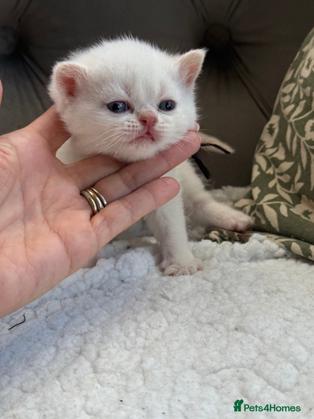 British Shorthair cats for sale: 5 lilac colour point kittens  - Advert 21