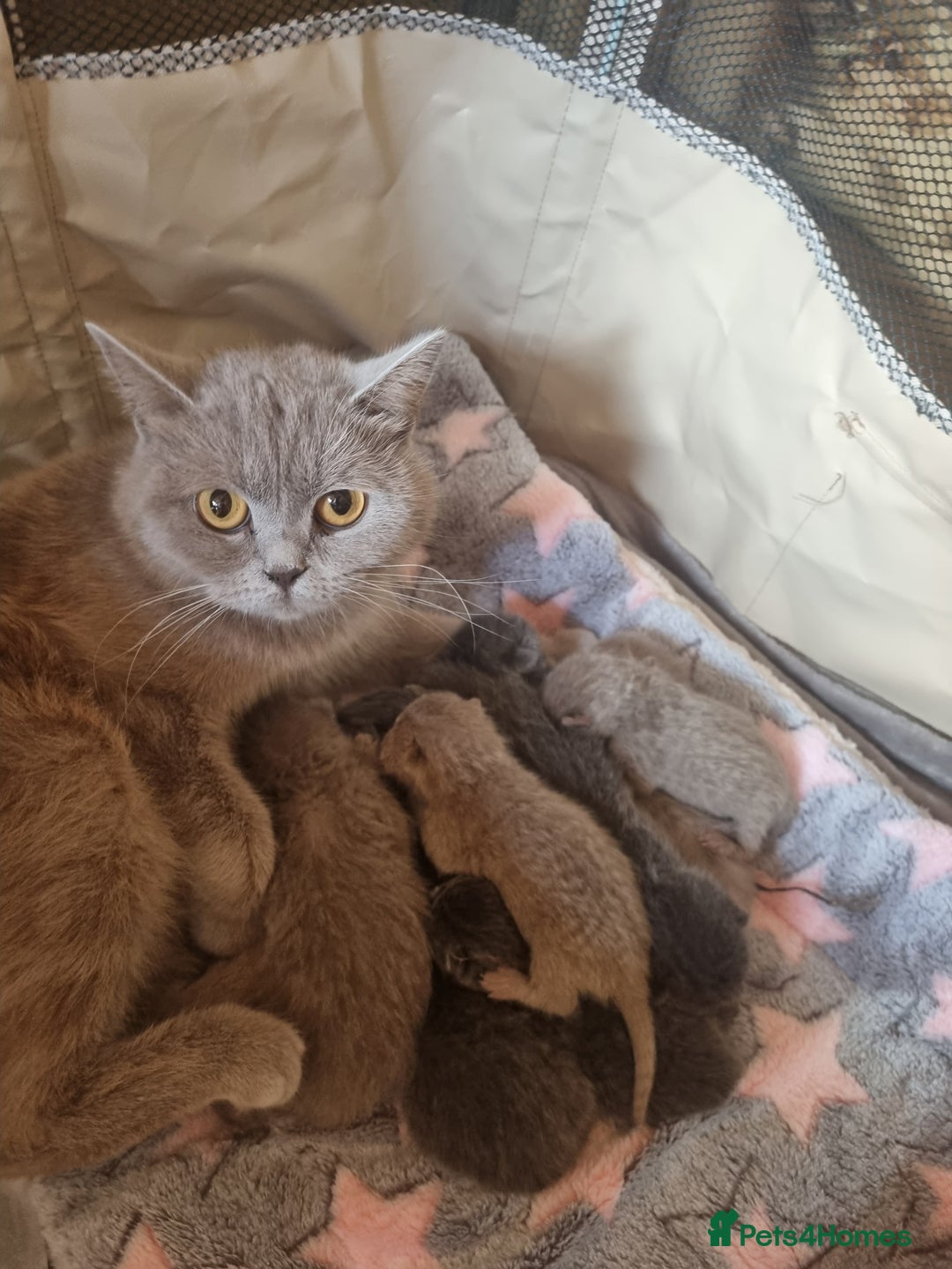 British Shorthair cats for sale: British shorthair kittens lilac/blue - Image 19