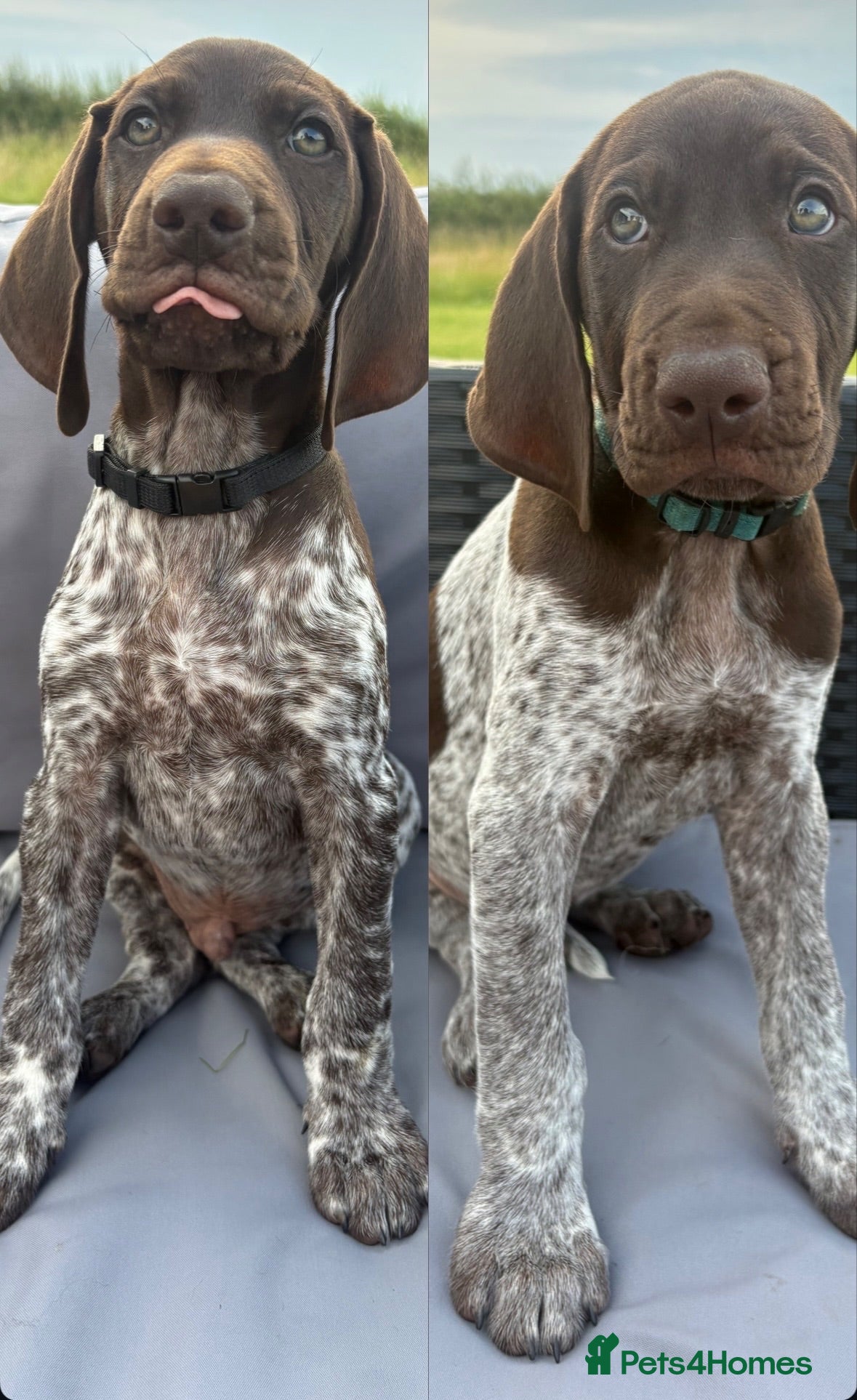 German Shorthaired Pointer dogs German shorthaired pointer ready to go  - Advert 3