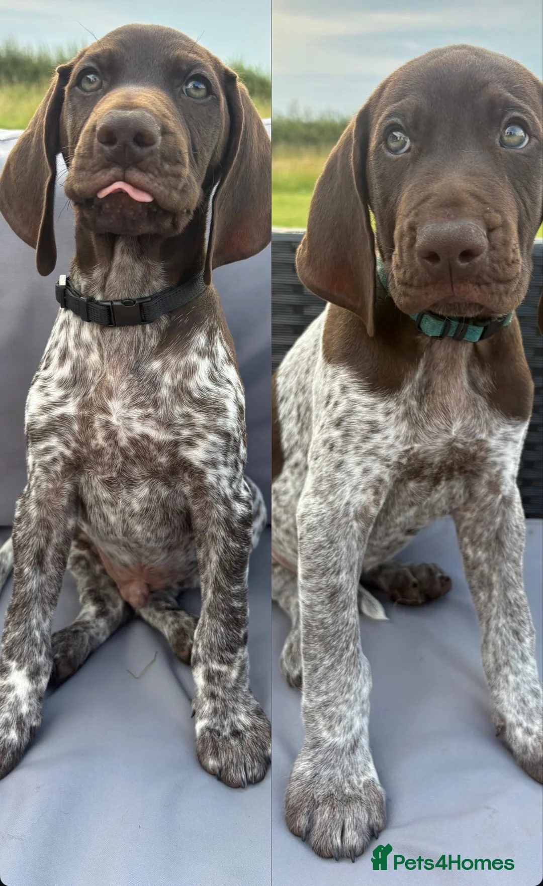 German Shorthaired Pointer dogs for sale: German shorthaired pointer ready to go  - Advert 1