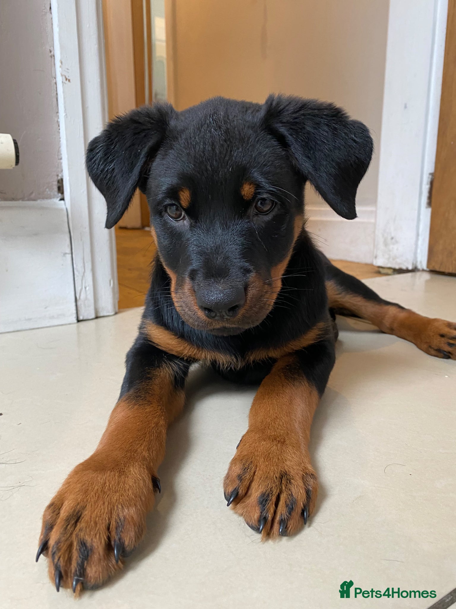 Rottweiler dogs  Rottweiler pups ready to leave 💙 - Advert 2