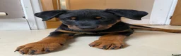 Rottweiler dogs for sale:  Rottweiler pups ready to leave 💙 - Advert 7