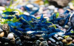 Live Bearers fish for sale: Killifish and Shrimp  - Image 7