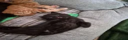 Mixed Breed cats for sale: 4 Beautiful Fluffy Kittens - Advert 9