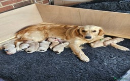 Golden Retriever dogs for sale: Pedigree Golden Retriver Puppies - Image 12