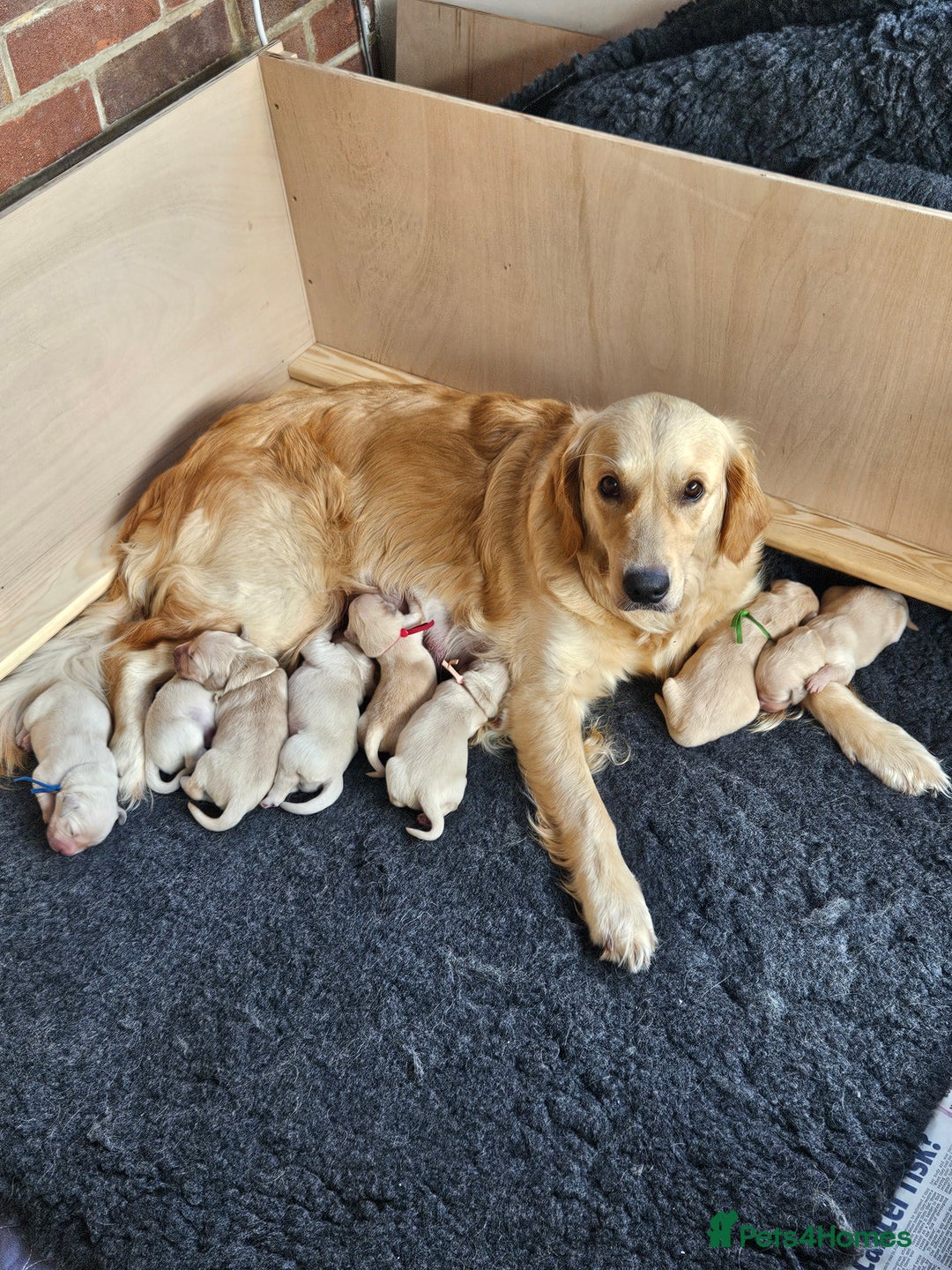 Golden Retriever dogs for sale: Pedigree Golden Retriver Puppies - Image 12