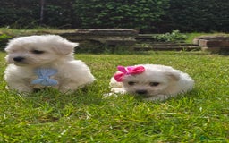 Maltese dogs for sale: ✨️Tiny Maltese. Only 2 boys and 1 girl left✨️ - Image 2
