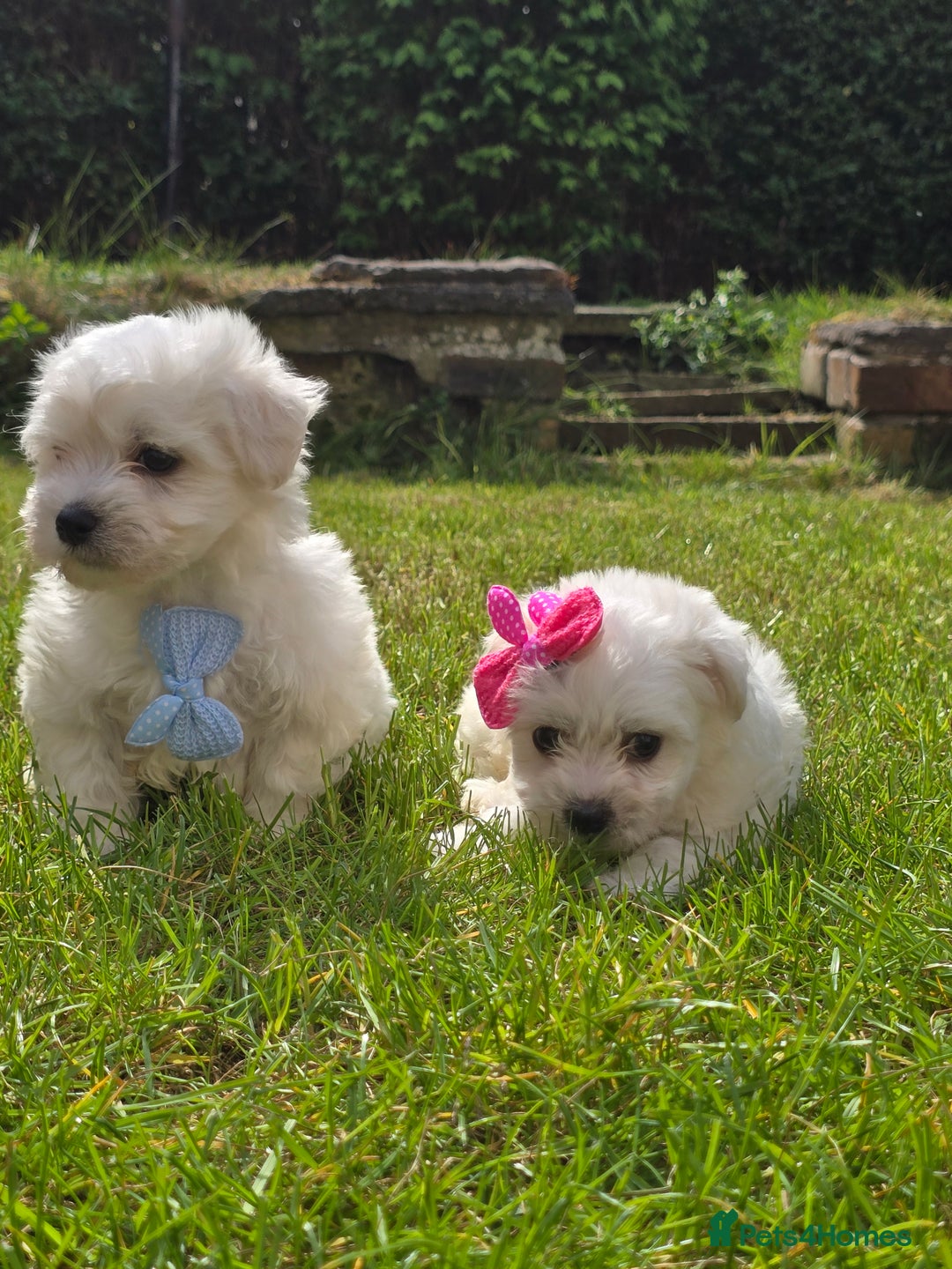 Maltese dogs for sale: ✨️Tiny Maltese. Only 2 boys and 1 girl left✨️ - Image 2