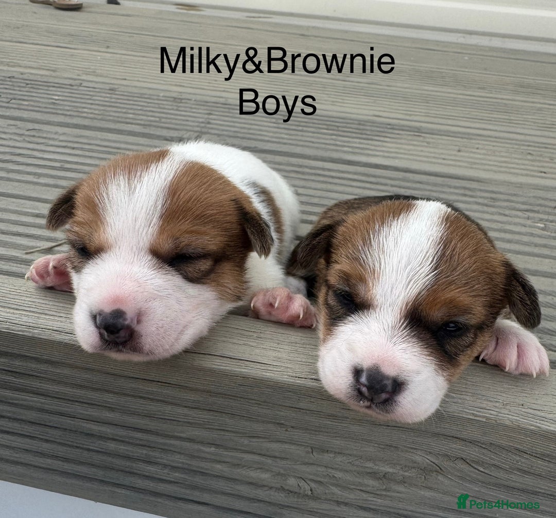Jack Russell dogs for sale: Jack Russell puppies 2  - Image 5