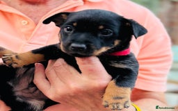 Lancashire Heeler dogs for sale: 6 Pedigree Lancashire Heeler Dogs for sale. - Image 13